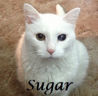 Sugar.. 1995-2015